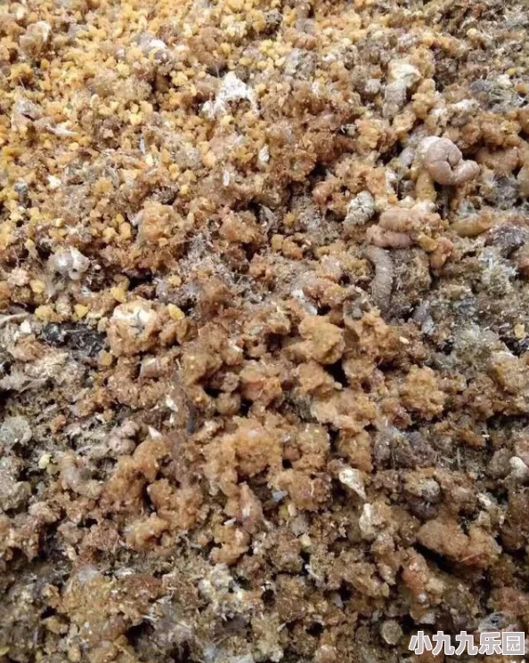 《迷你世界》游戏中鸡的多种繁殖方法及其详细步骤解析