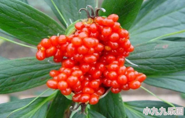 《超级群英传》攻略：揭秘躺着过南宁的秘诀，掌握南宁的正确打法技巧